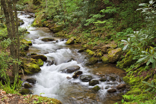 Stream in the Forest During Summer
