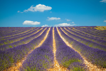 Naklejka na ściany i meble Fields of Lavender in Provence, France 