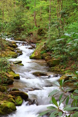 Forest Creek in Summer
