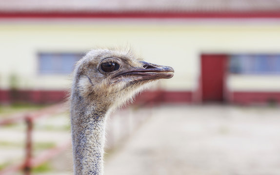 Close view of ostrich head (Struthio camelus)