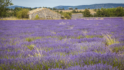 Fields of Lavender in Provence, France
