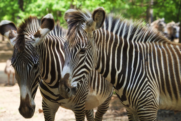 Fototapeta na wymiar Zebras Grevey's