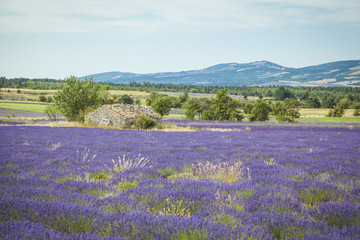Obraz premium Fields of Lavender in Provence, France 