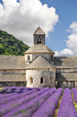 Old Senanque Abbey with blooming lavender field (Provence, France) 
