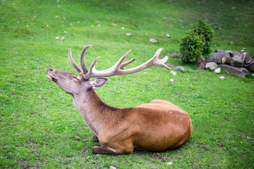 Profile of a red deer relaxing, lying down on a grass. with raised head.