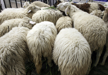 herd of white sheep in the countryside