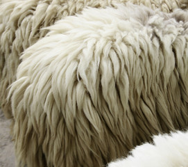 Sheepskin Background