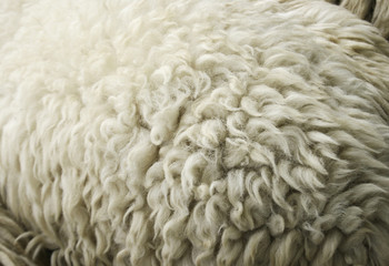 Sheepskin Background