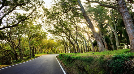 Forêt de bois de tamarins, La Réunion.