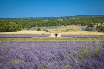 Obraz na płótnie Canvas Fields of Lavender in Provence, France 