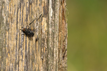 Fliege auf Holz
