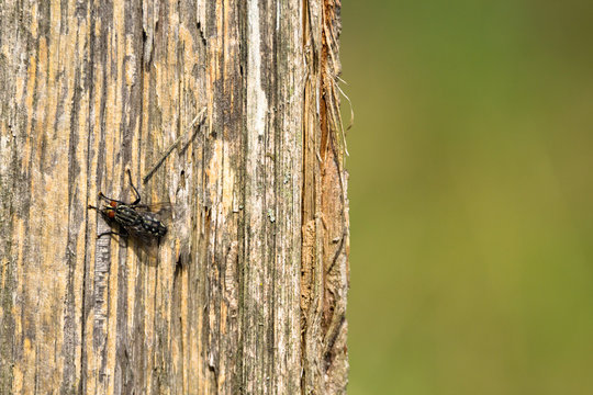 Fliege auf Holz