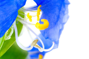 Flax flowers, Spring and summer blooming. Violets. Extreme close-up and shallow depth of field