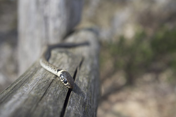 young viper (Vipera berus)
