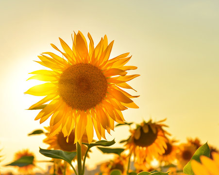Sunflower