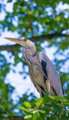Graureiher in freier Natur auf einem Baum, Nahaufnahme 6