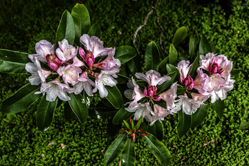 Asia flora in Albert Kahn Park. Boulogne-Billancourt, Paris.