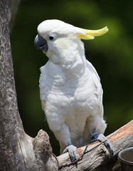 Cockatoo Perched in a Tree Outside