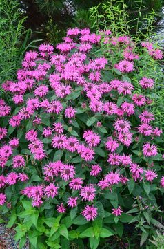 Indianernessel - Goldmelisse - Monarda didyma