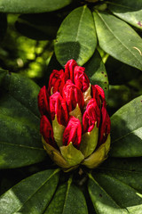Asia flora in Albert Kahn Park. Boulogne-Billancourt, Paris.