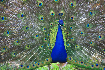 Fototapeta premium Peacock Closeup with Feathers Open