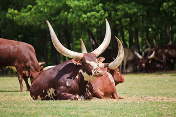 Watusi Cattle