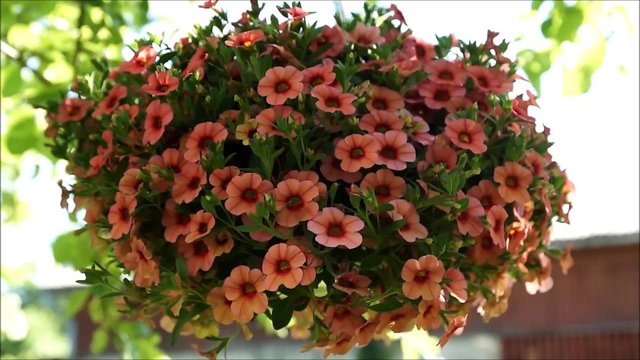 rosa üppig blühende Blumenampel und Balkonblume 