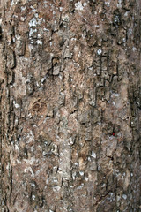 old wood tree
