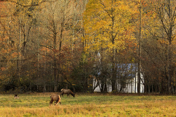 Elk in an Autumn Field