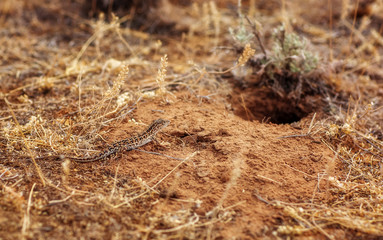Lizard