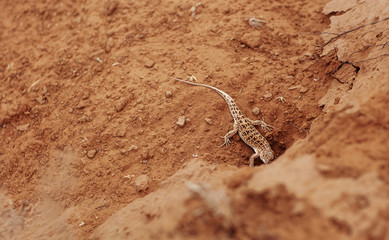 Lizard