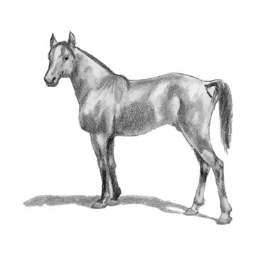 Arabian horse, horse, stallion. Realistic figure.