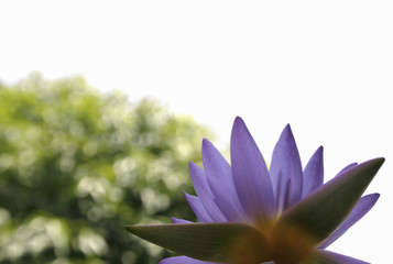 Fototapeta premium lotus on spring background