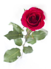 A perfect red rose on white background (isolated)