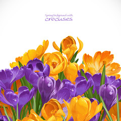 Obraz premium Spring yellow and violet crocuses