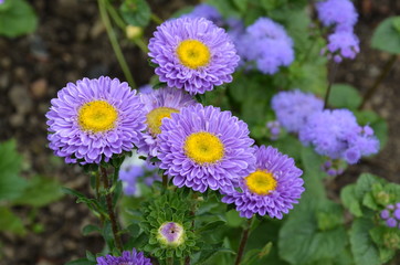 Lila Sommeraster - Callistephus chinensis