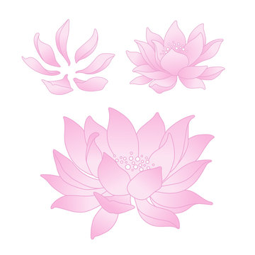 Vector lotus flowers and petals