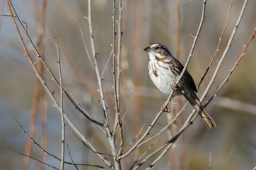 Song Sparrow Perched in a Tree