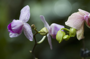 exotic orchid