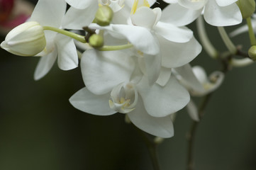 Fototapeta na wymiar exotic orchid