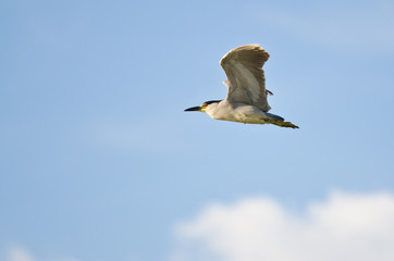Black-Crowned Night-Heron Flying in a Blue Sky