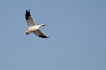 Fototapeta na wymiar Lone Snow Goose Flying in a Blue Sky