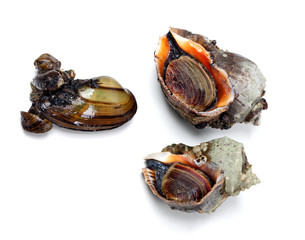 Two veined rapa whelk and river mussel (anodonta)