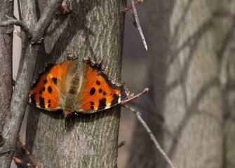 Butterfly on tree trunk in forest