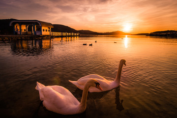 Naklejka premium Schwäne am See bei Sonnenuntergang