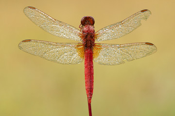  Blutrote Heidelibelle