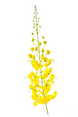 Cassia fistula flower isolated on white background