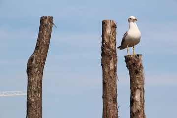 White seagull sitting on wooden pillar in front the blue sky and clouds