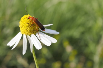 Insekt auf Kamillenblume © rb0