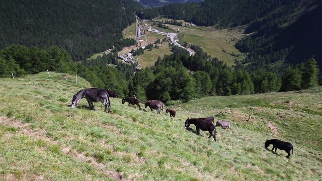 Herd of donkeys on pasture.Panorama of the Upper Engadine from Muottas Muragl with very steep trail